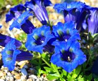 Velvety blue trumpet flowers